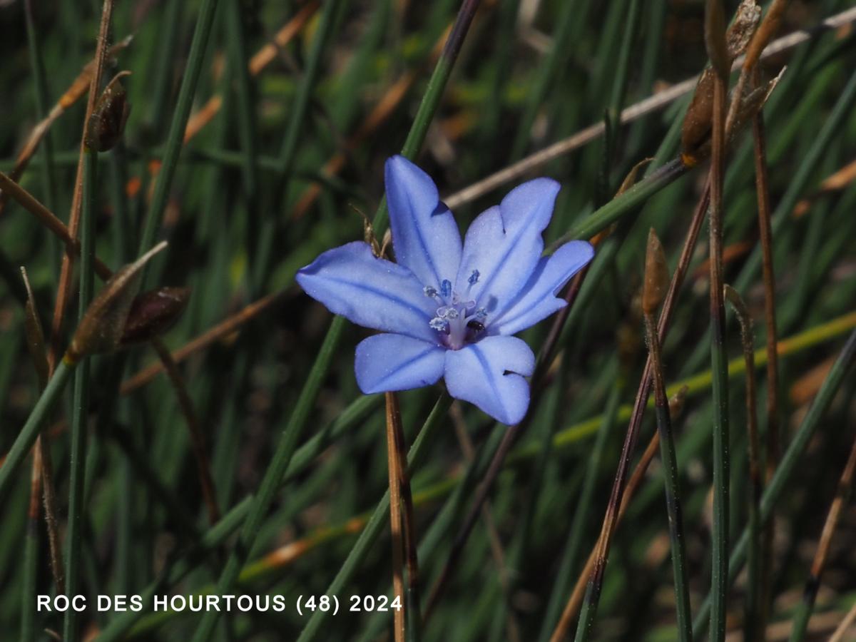 Blue Grass-Lily flower